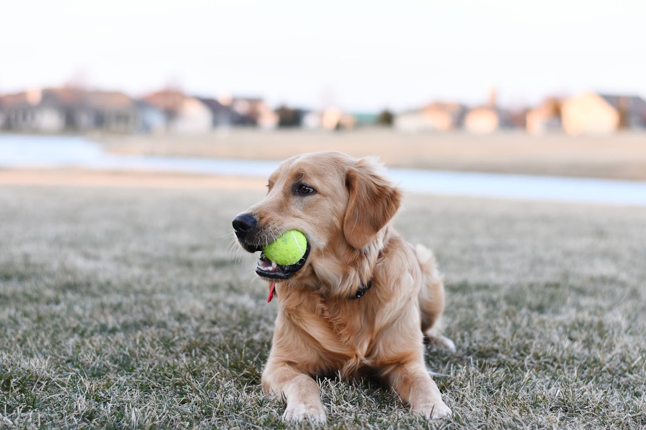 The Importance of Monitoring Your Pet During Surgery: Ensuring Their Safety