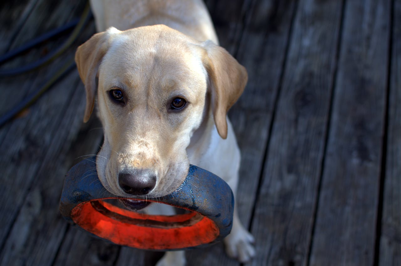 Signs Your Pet May Have Heart Problems and How Cardiology Can Help