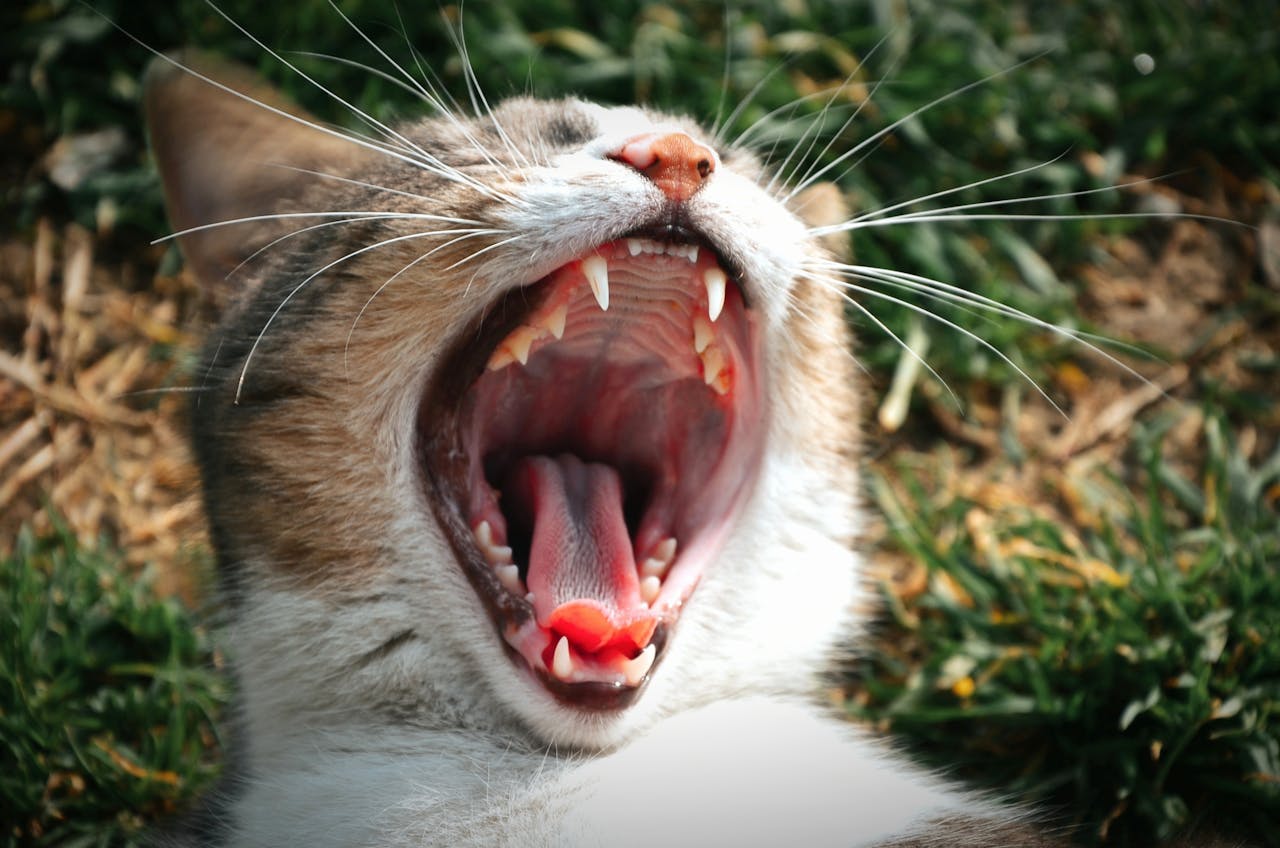 The Benefits of Polishing and Scaling: Keeping Your Pet’s Teeth Healthy