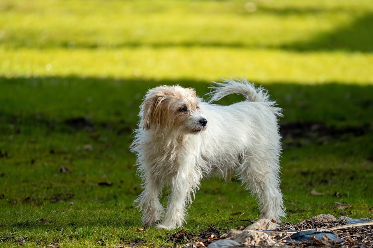 Heart Murmurs In Pets: What They Mean And When To Worry