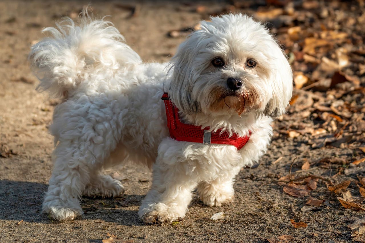 Dehydration in Pets: How to Check and When to Act