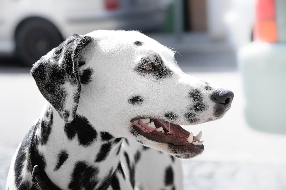 Is Your Pet in Pain? Subtle Signs of Dental Trouble You Shouldn’t Ignore