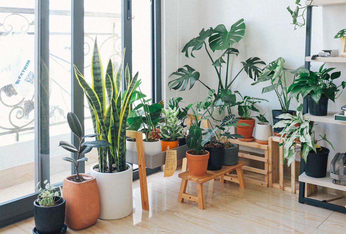 Surprising Houseplants That Could Harm Your Pet