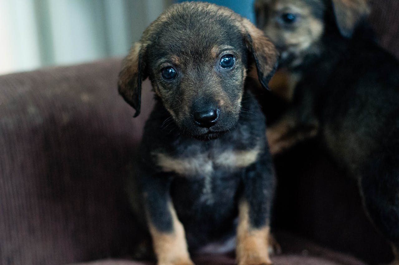 The Best Diets for Pets With Kidney Disease