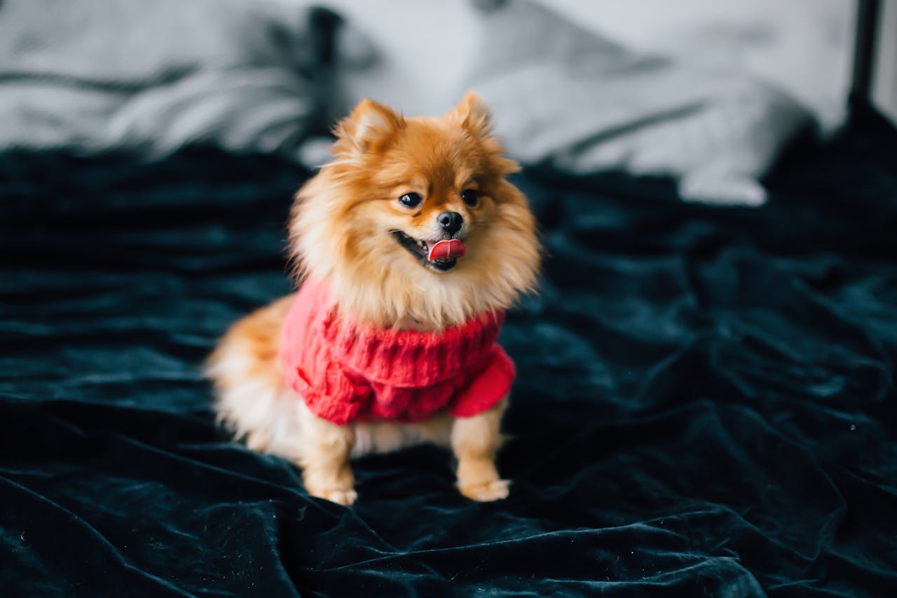 The Most Popular Small Dog Breeds in Vancouver