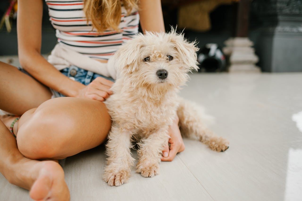 Common Skin Allergies in Poodles and Doodles