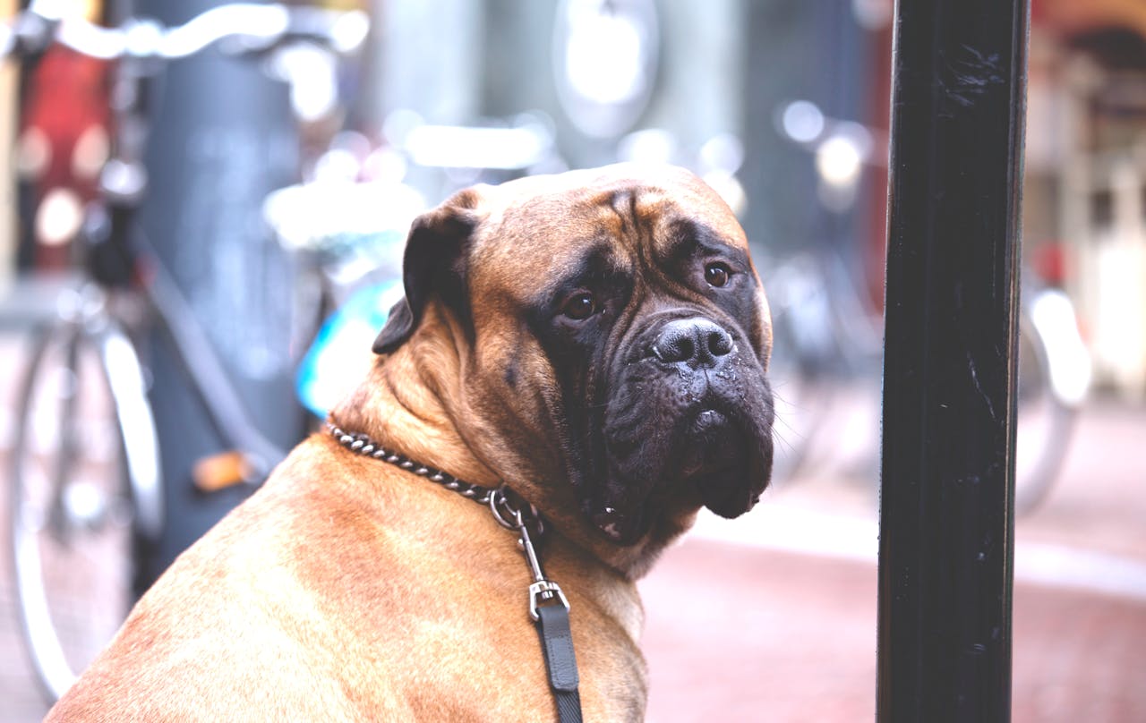 The most common orthopedic issues in large dog breeds
