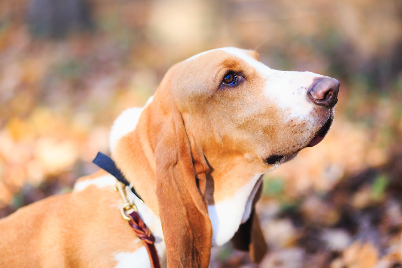 What causes chronic ear infections in floppy-eared dogs