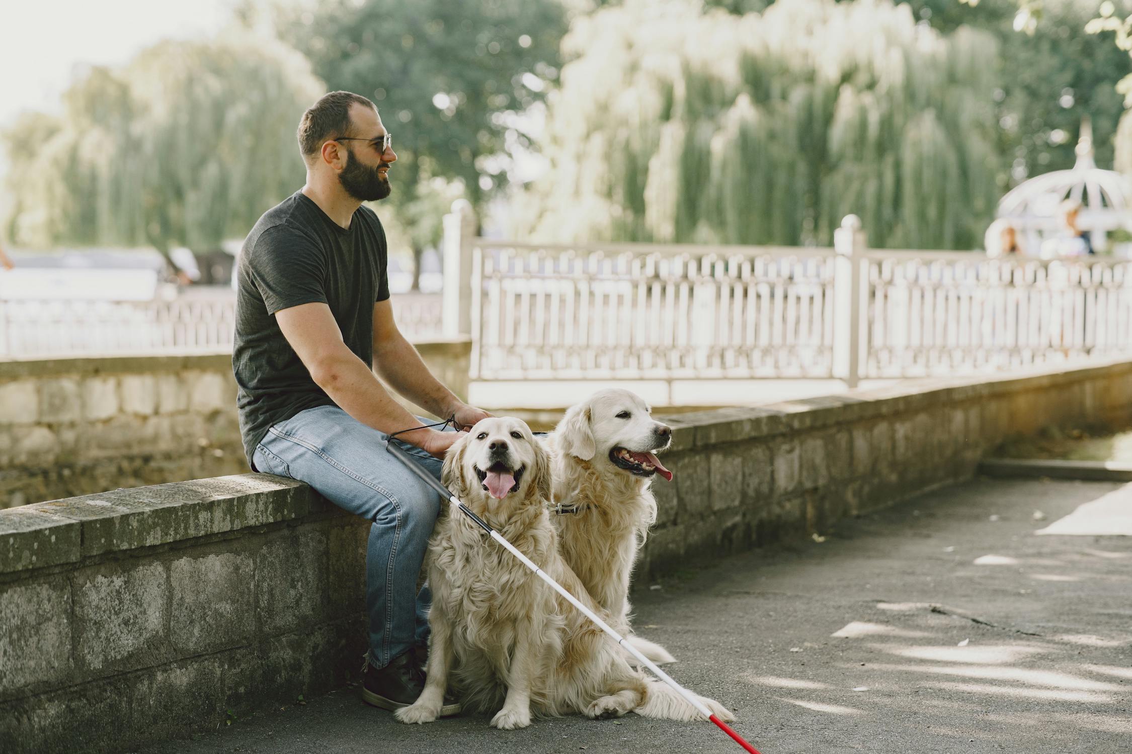 Top Health Issues in Golden Retrievers
