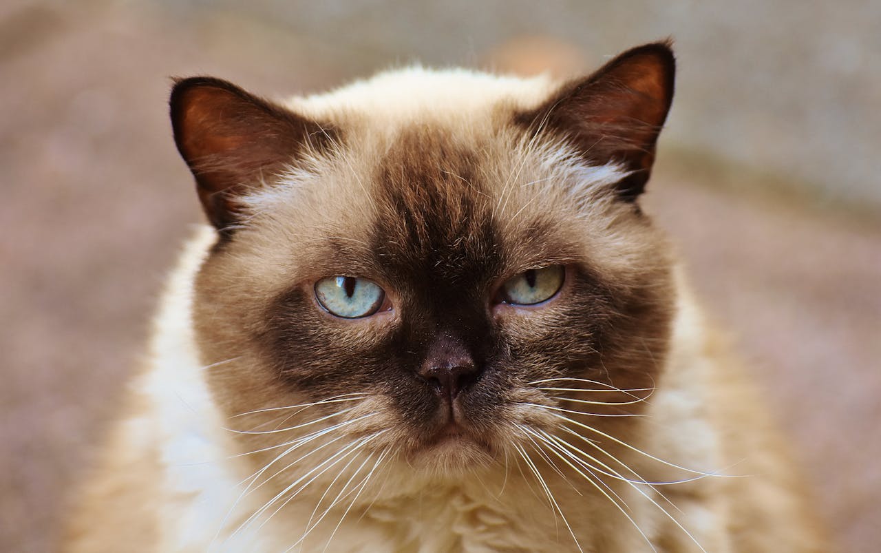 Common Health Issues in Siamese Cats