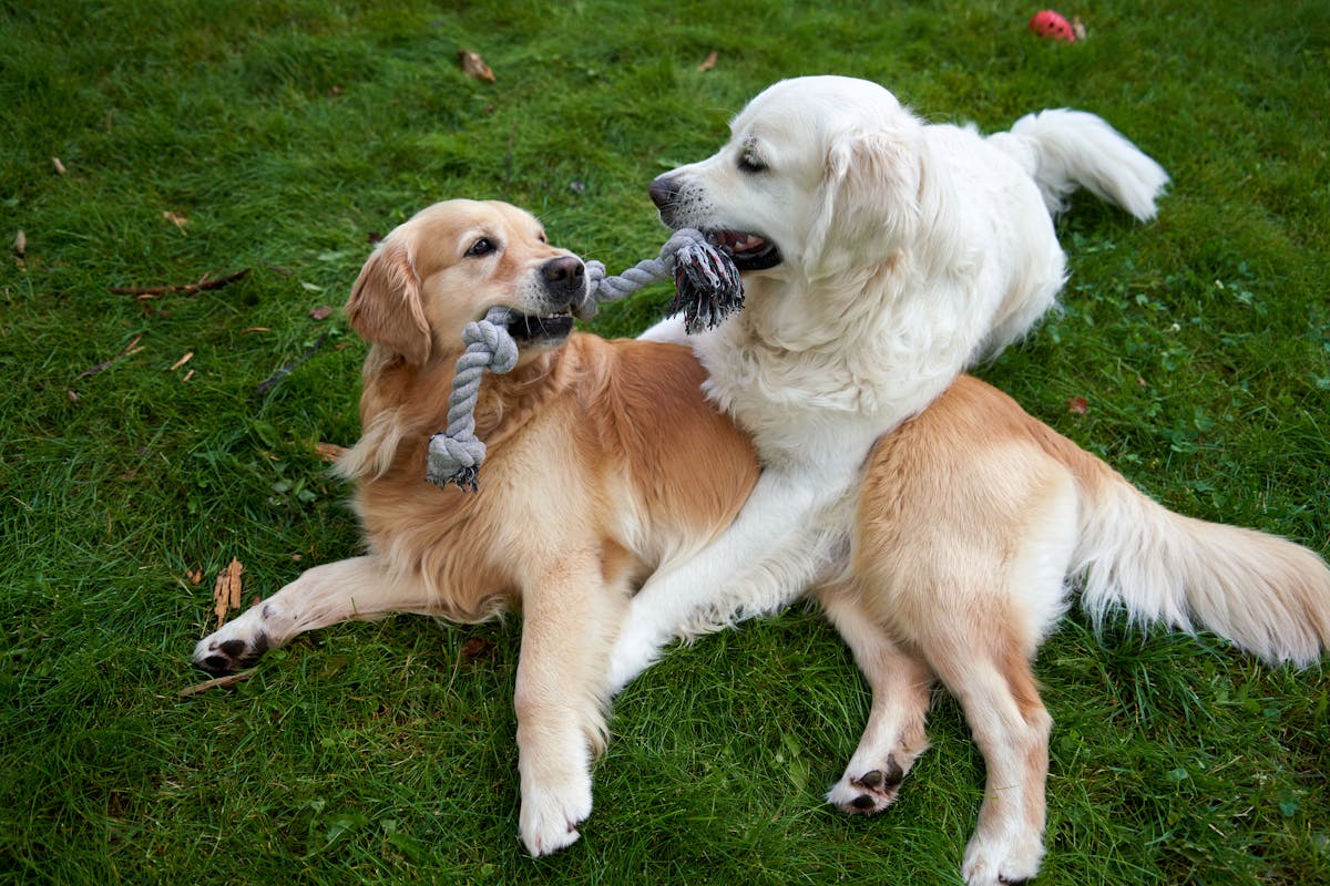 Top 5 Breeds Prone to Cancer: How to Detect the Early Signs
