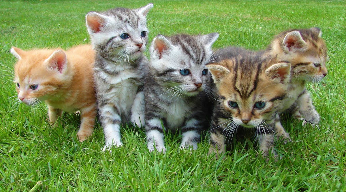 How to Spot and Treat Flea Infestations in Cats