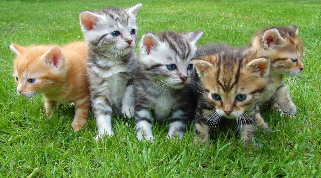 How to Spot and Treat Flea Infestations in Cats - Altavista Animal Hospital