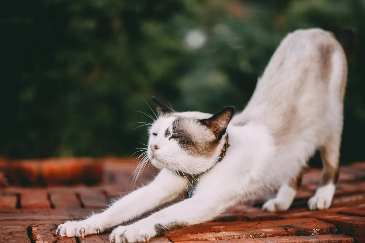 The Importance of Regular Parasite Control for Cats
