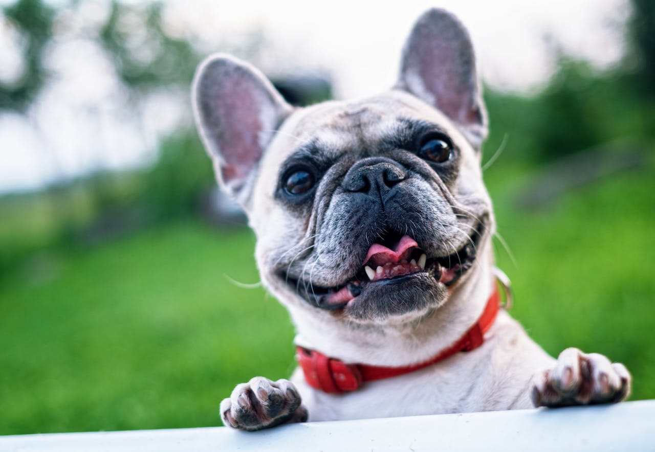 Why Bulldogs Need Extra Dental Care (More Than You Think)