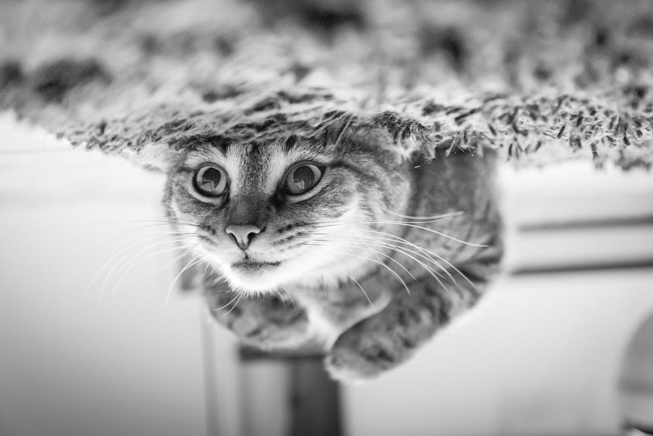 Is Your Cat Hiding More Lately? Here's What It Might Mean