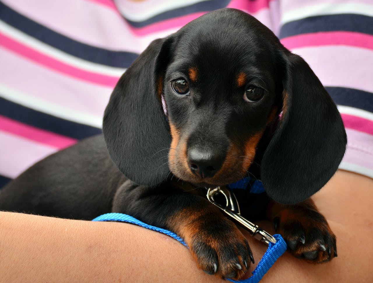 Anxious Pup or Something More? When to Get a Vet Involved in Behavior Issues