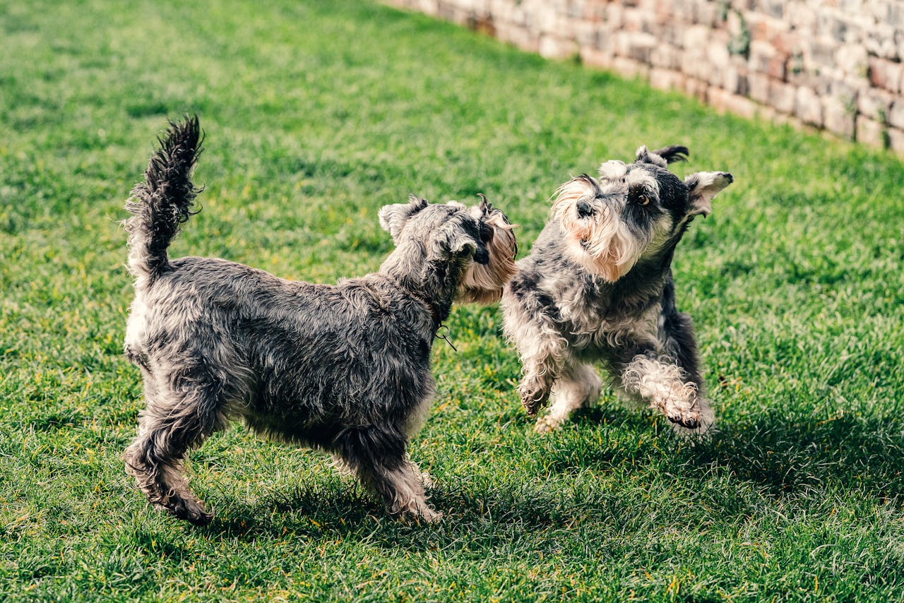 Bladder Stones in Dogs: Why Some Breeds Are More Prone
