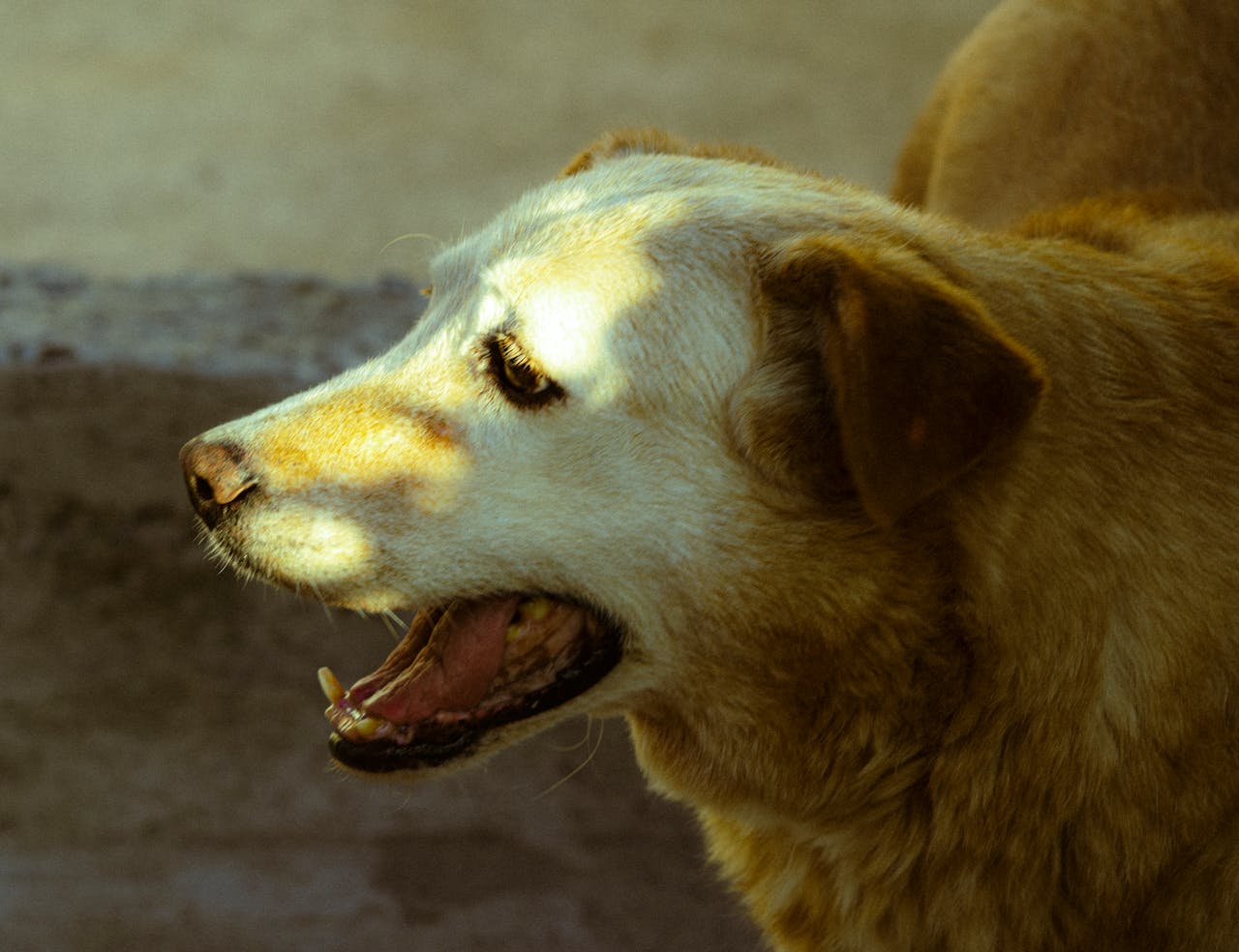 When Is It Time to Worry About a Limp? Pet Lameness 101