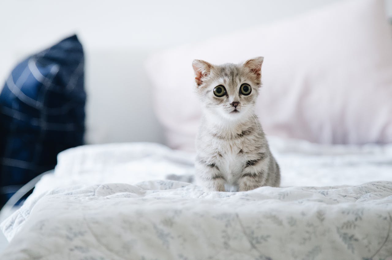 The One Vaccine Most Indoor Cats Are Missing
