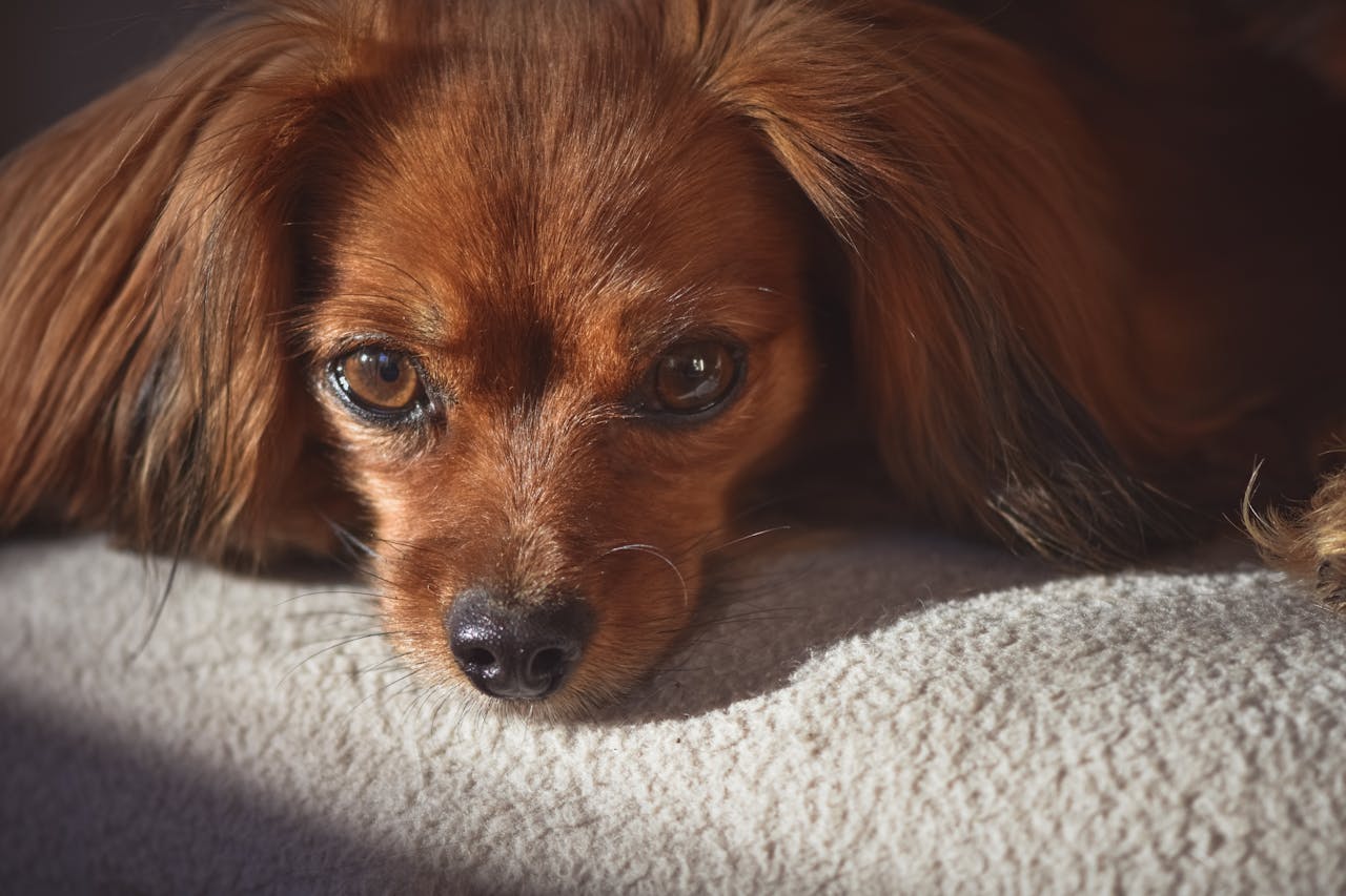 The Gut-Health Connection: How Diet Affects Your Pet’s Immune System