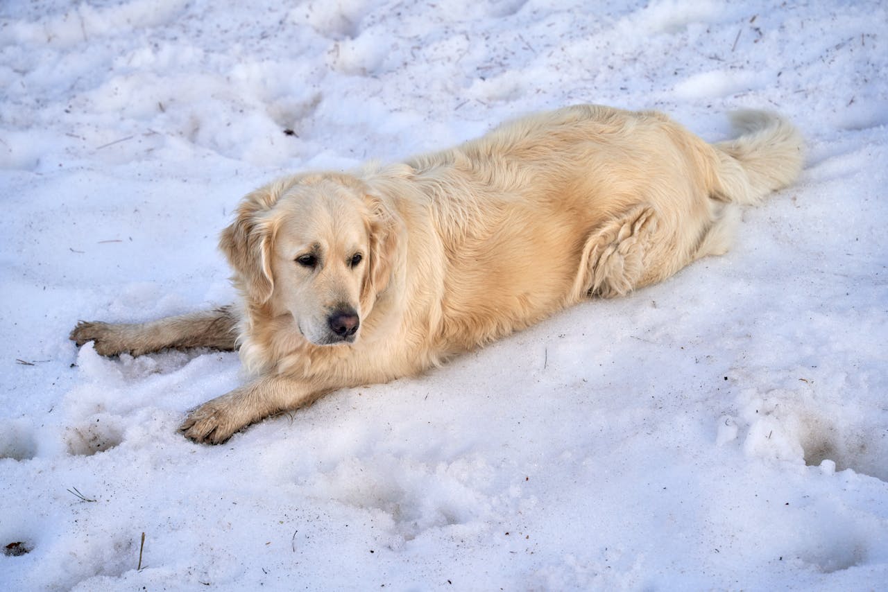 Golden Retrievers and Hip Dysplasia: Prevention and Early Intervention