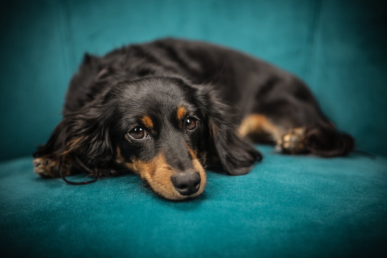 Blood Tests Aren’t Just for Sick Pets: The Benefits of Annual