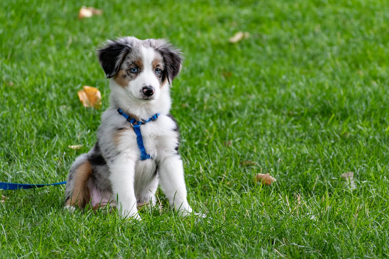 Sleep Patterns in Pets: What’s Normal and When to Worry
