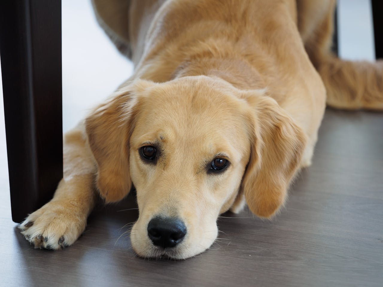 Heart Murmurs in Pets: When Is It Serious?