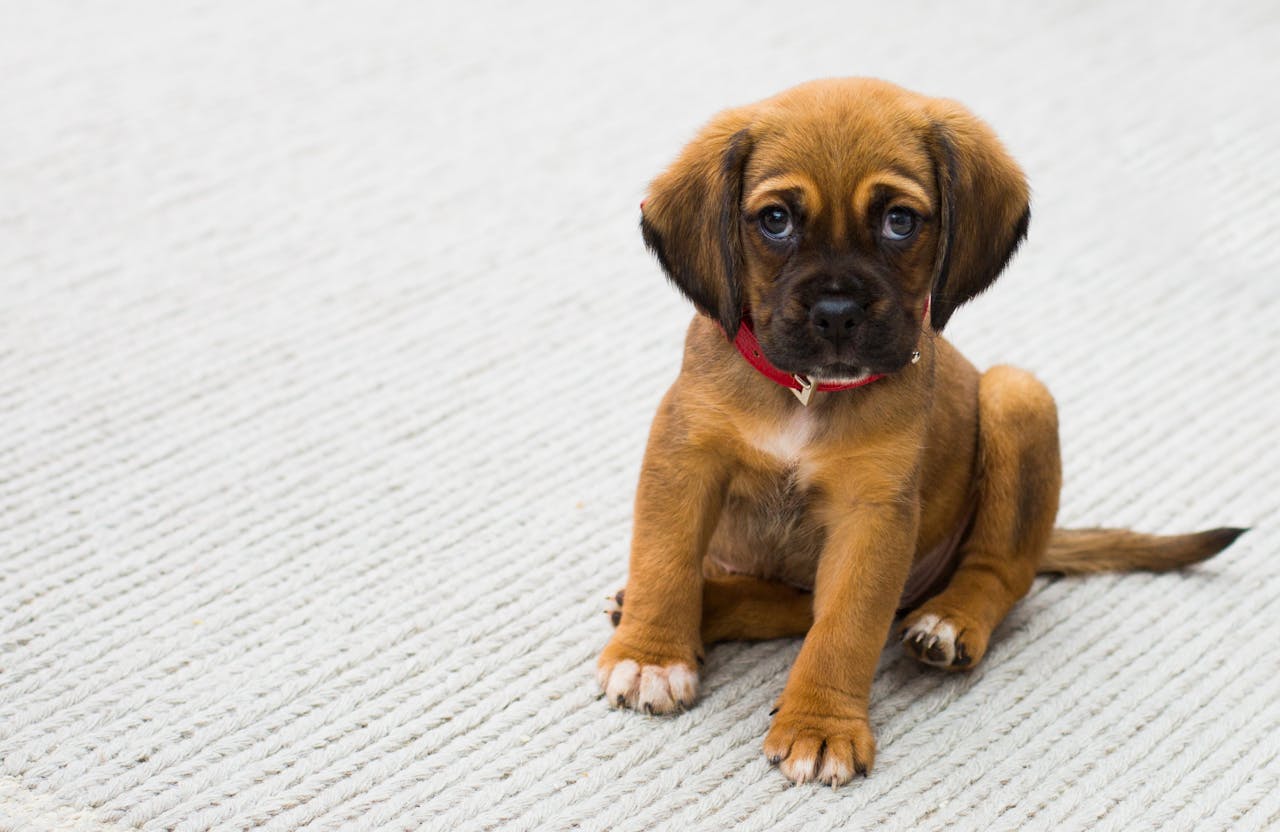 Hydration Matters: How Dehydration Manifests Differently in Cats and Dogs