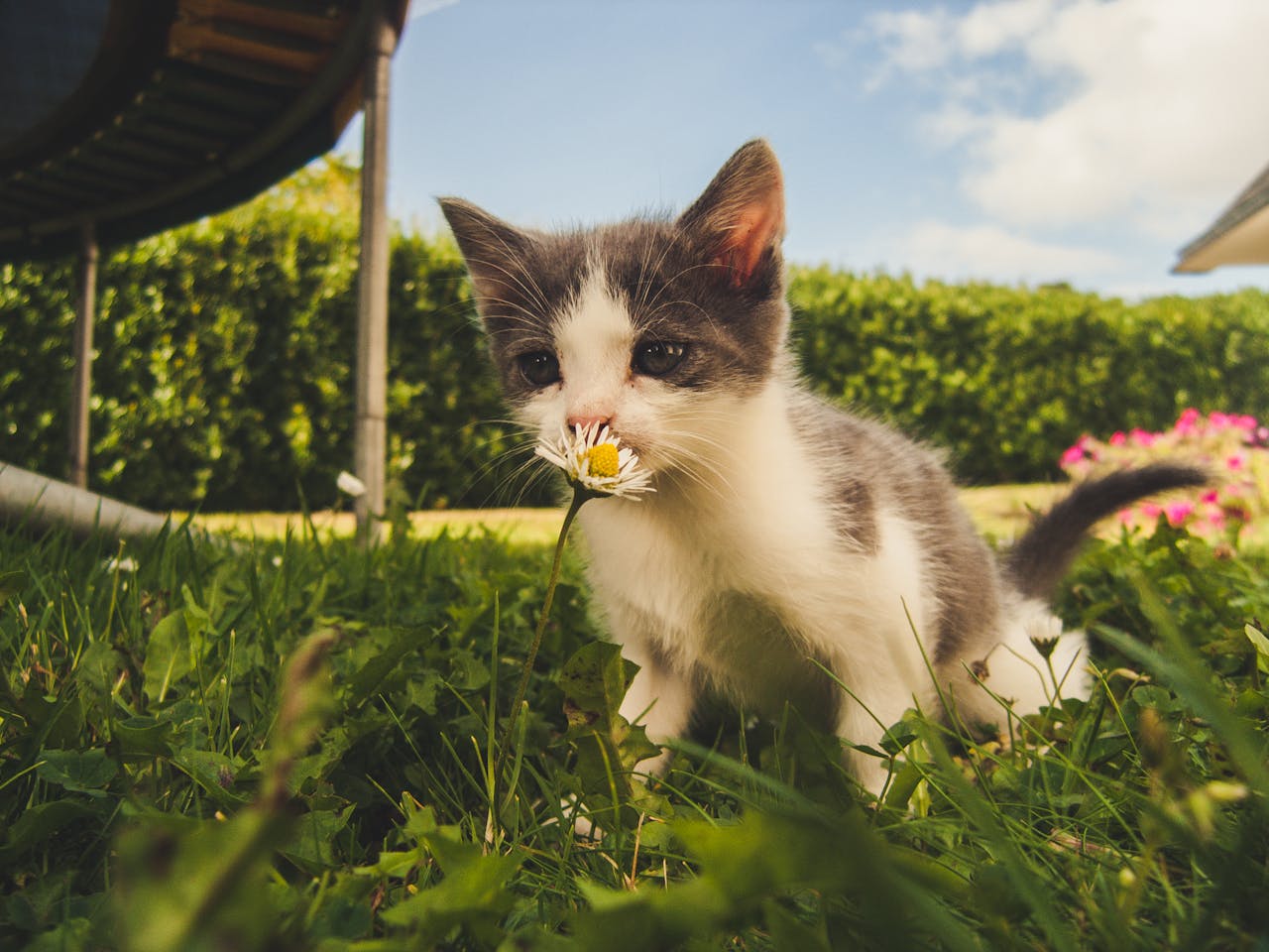 Feline Hyperthyroidism: How to Spot It Before It’s Too Late