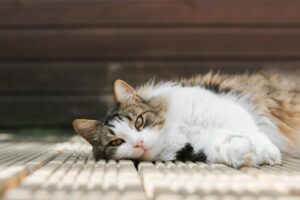 Feline Hyperthyroidism: Symptoms and Treatment Options