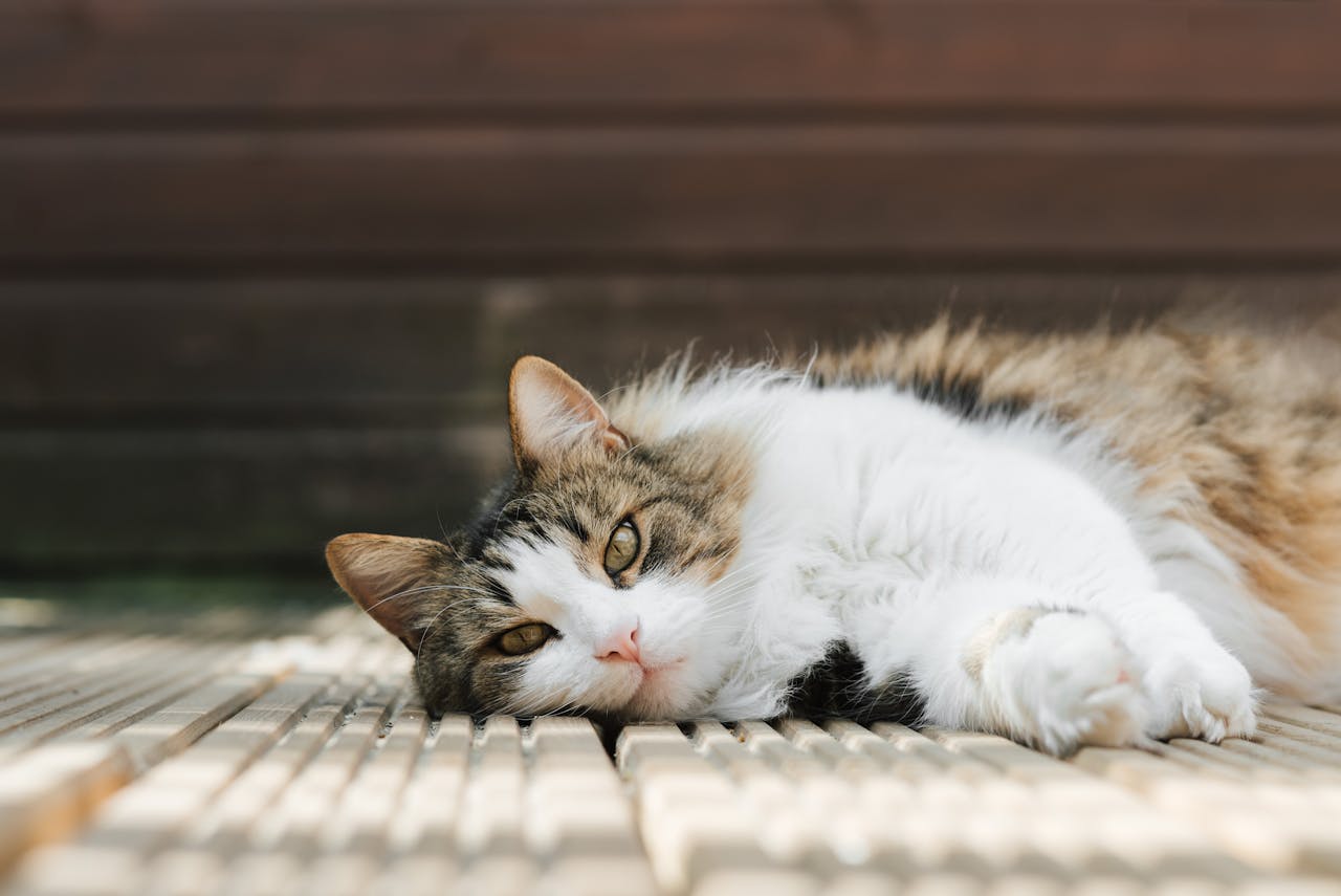 Feline Hyperthyroidism: Symptoms and Treatment Options