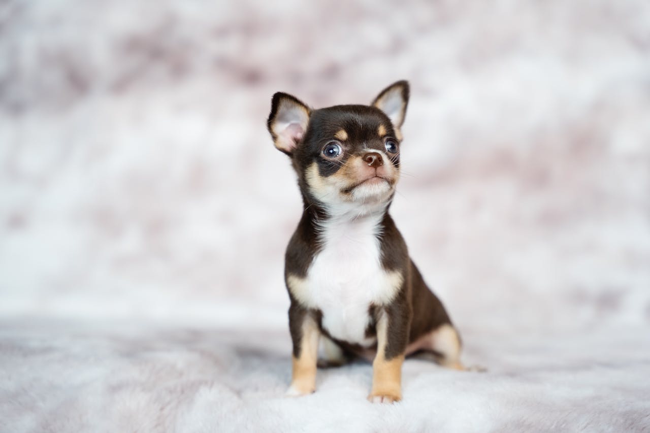 Dental and Eye Problems in Small Breeds