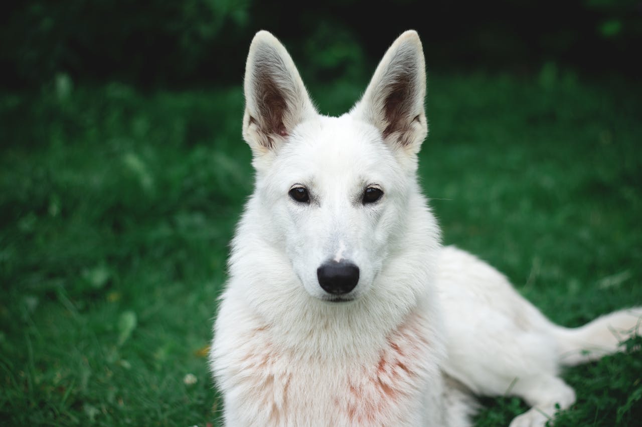 Common Autoimmune Disorders in Dogs: Symptoms and Management