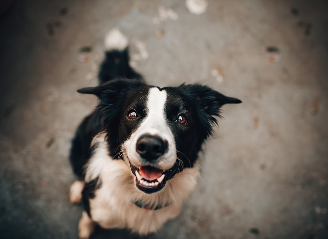 Canine Arthritis: Recognizing Symptoms and Pain Management