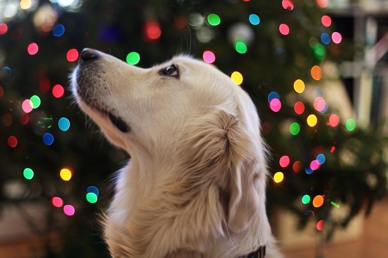 Introducing a New Pet to Your Home: Tips for a Smooth Transition