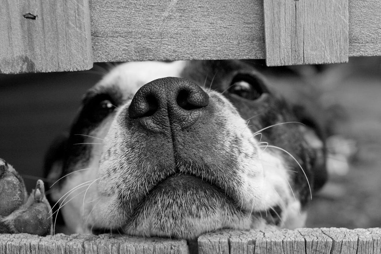 Pancreatitis in Dogs and Cats: Symptoms and Management