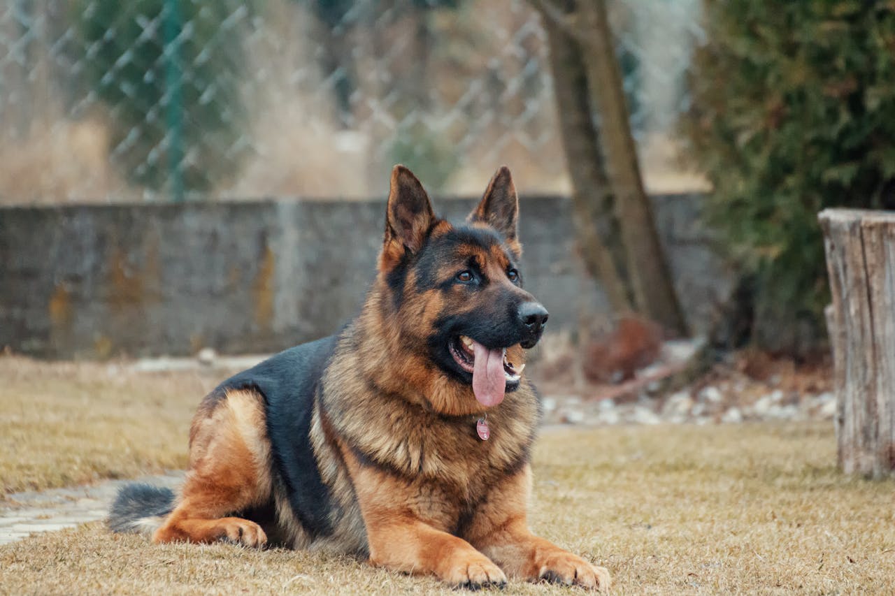 Large Breed Puppies: Preventing Hip Dysplasia and Joint Problems Early On