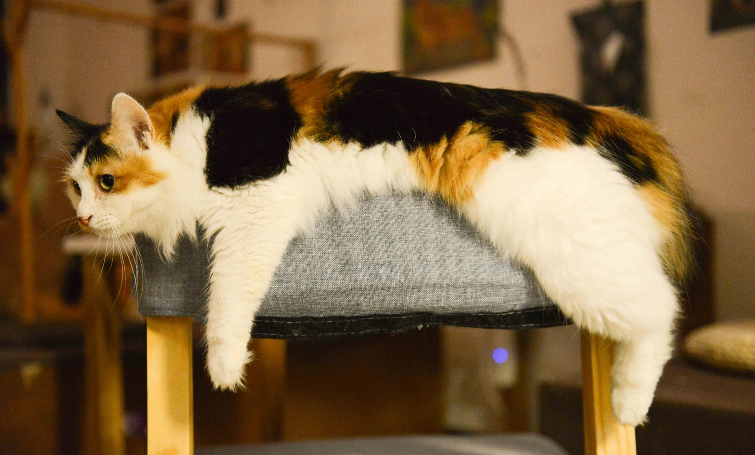 Common Feline Infectious Diseases: What Vaccinations Can Prevent