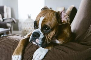 Boxer Dogs: Genetic Risks for Heart and Cancer