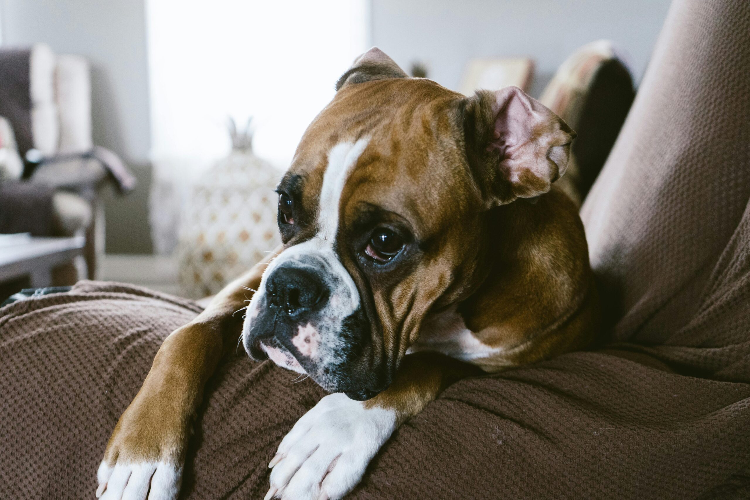 Boxer Dogs: Genetic Risks for Heart and Cancer