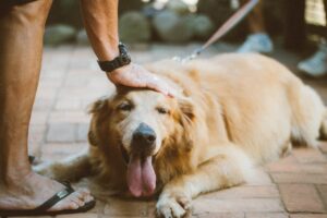 Liver Shunts in Dogs: Symptoms, Diagnosis, and Care
