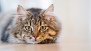 Early Detection of Feline Hyperlipidemia