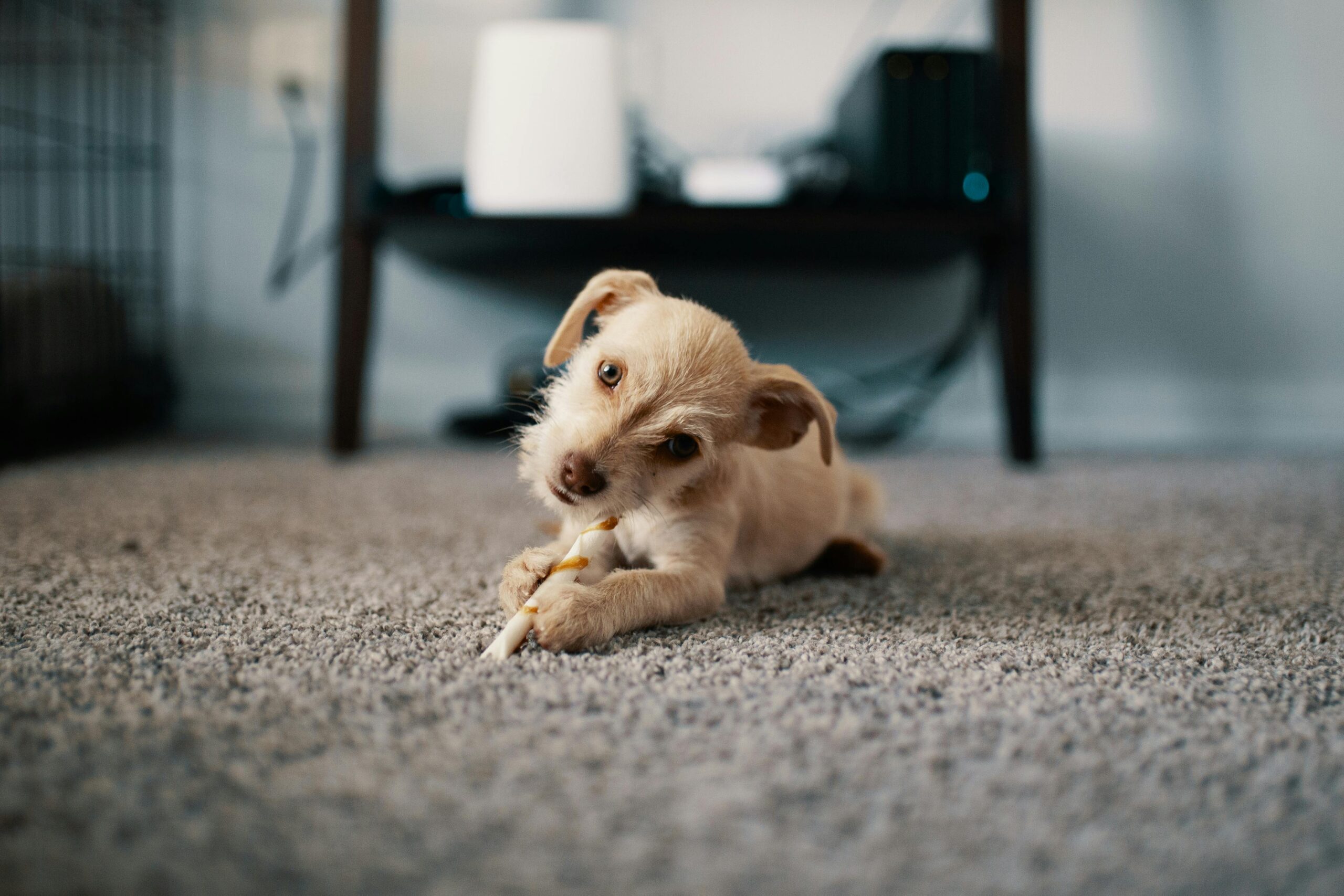 Why do some dogs get frequent ear infections?