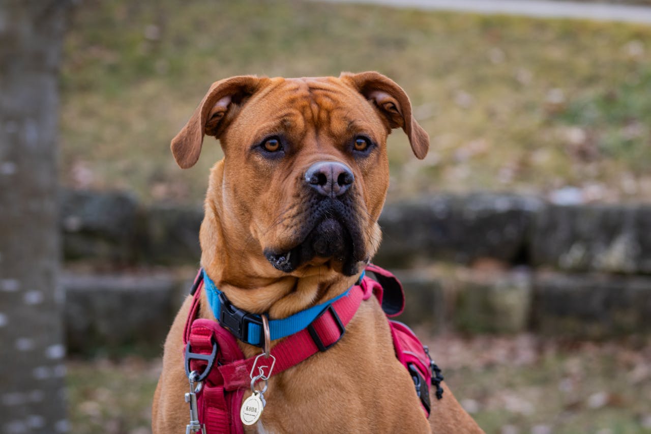 Pet Parasites That Can Affect Humans: Prevention Strategies