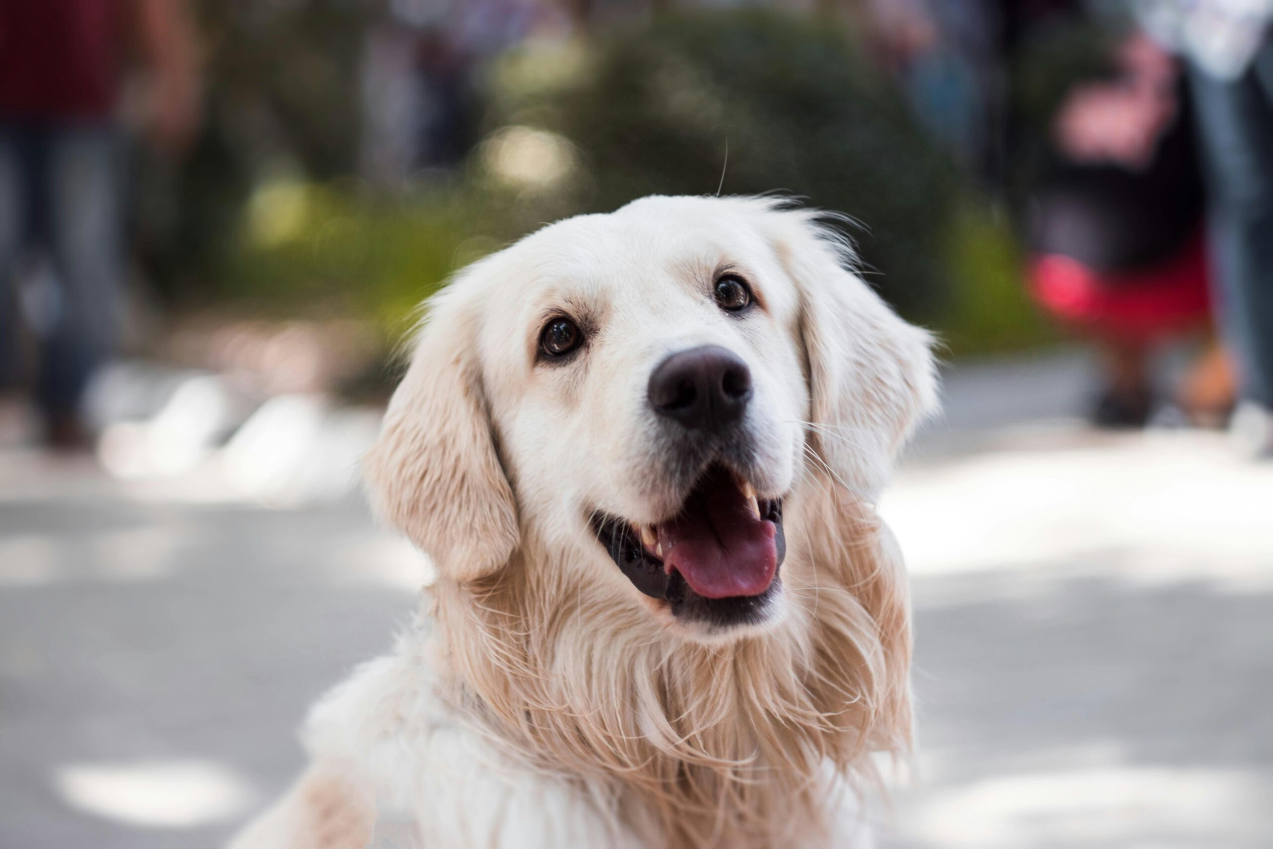 Ear Infections in Dogs: Why Some Breeds Are More Susceptible