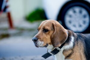 Why Dental X-Rays Are Important for Your Pet’s Oral Health