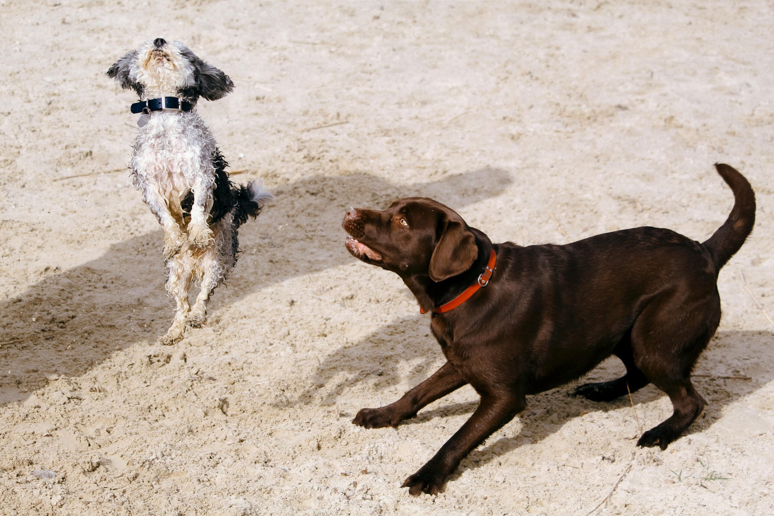 Common Eye Conditions in Cats and Dogs by Breed