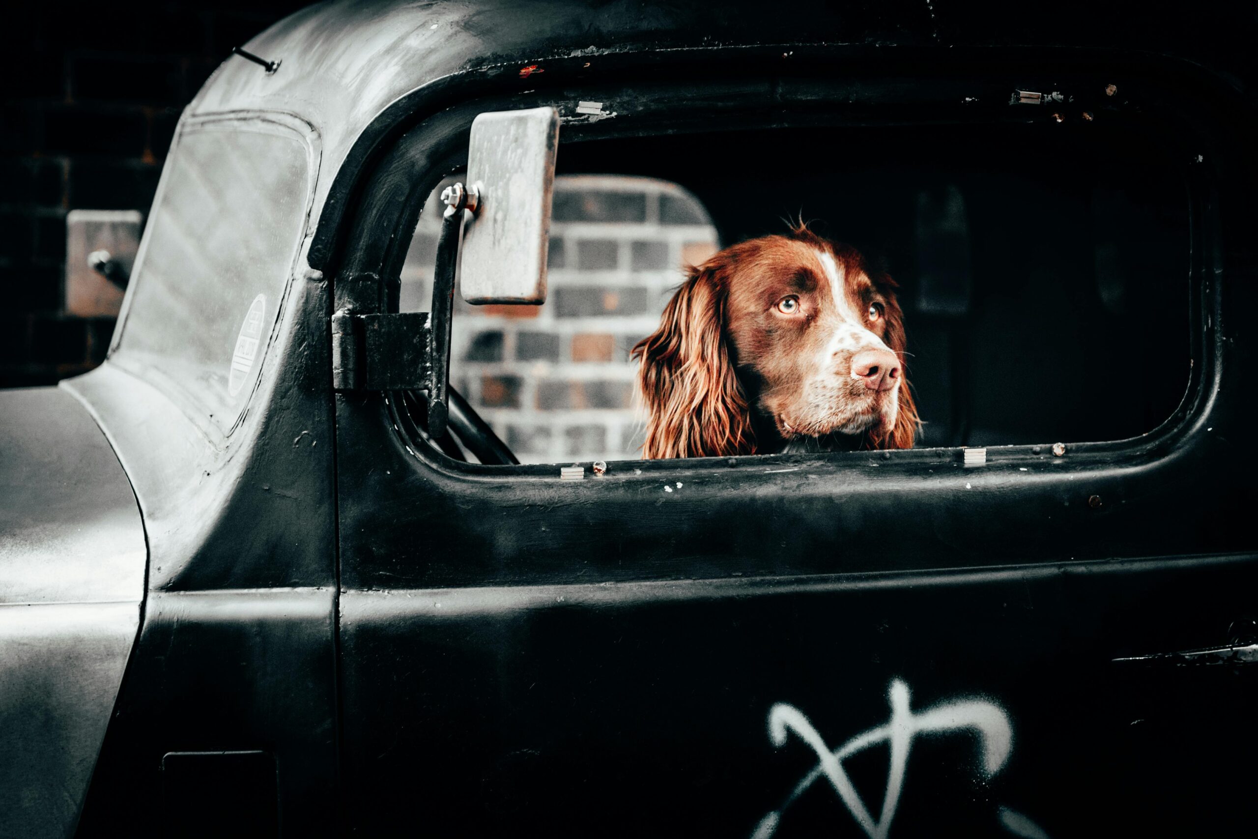 How Aging Affects Your Pet’s Senses and Mobility | Alta Vista Animal Hospital